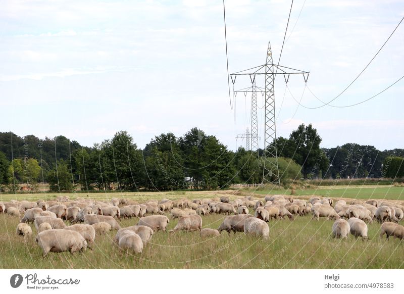 Counting sheep - many feeding sheep on a pasture, in the background trees and power poles Sheep Flock Animal Mammal Farm animal Willow tree Meadow To feed Tree