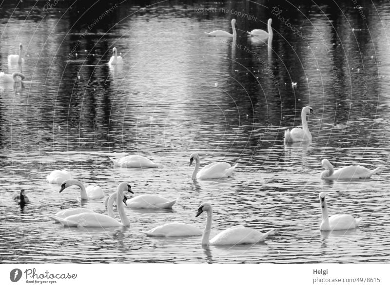 Swan lake - many swans and a duck swimming on a lake Bird Many Duck Goose Lake Water Body of water be afloat Monochrome Surface of water reflection Nature