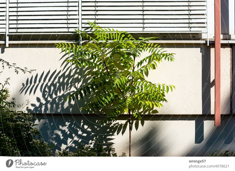 Urban green in front of the plate Town Foliage plant sprout uncontrolled growth Staghorn sumac house wall sunshine Shadow Green Plant Wall (building) Sunlight