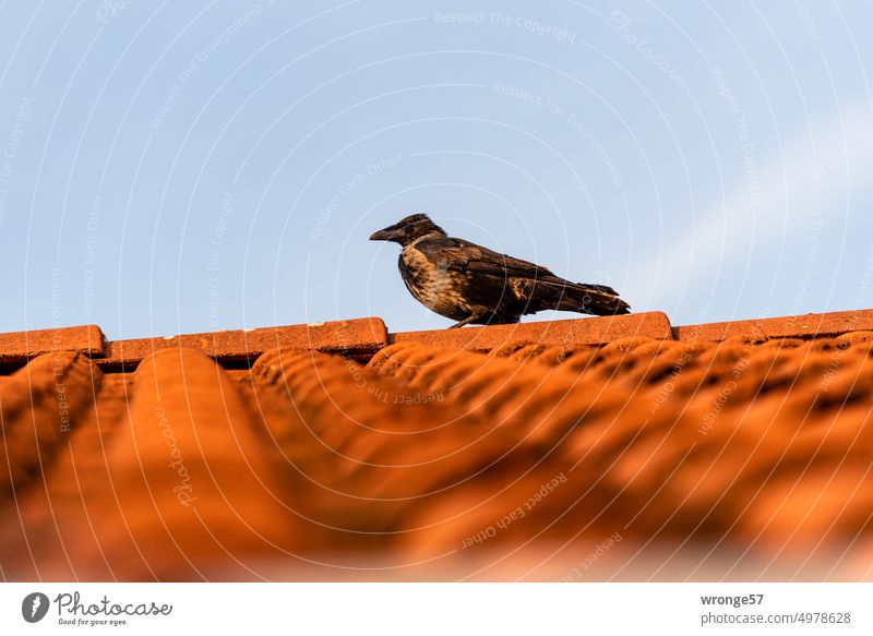 Crow on red tile roof Roof Bird Tiled roof Sky Worm's-eye view Bottom view Overview of the Favorite place Exterior shot House (Residential Structure) Deserted