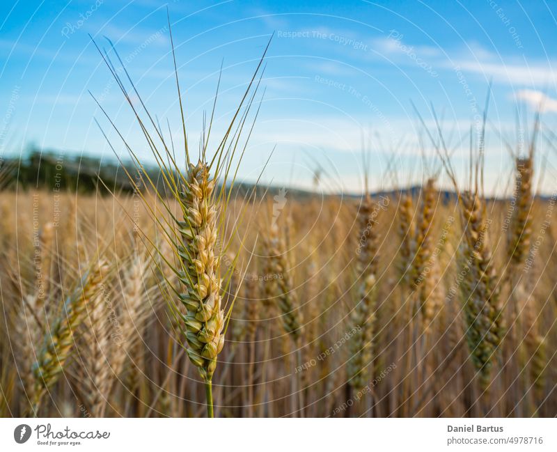 A close-up of a common wheat stalk in a cultivated field against a blue sky background agriculture countryside crop farm gold golden grain grass growth harvest