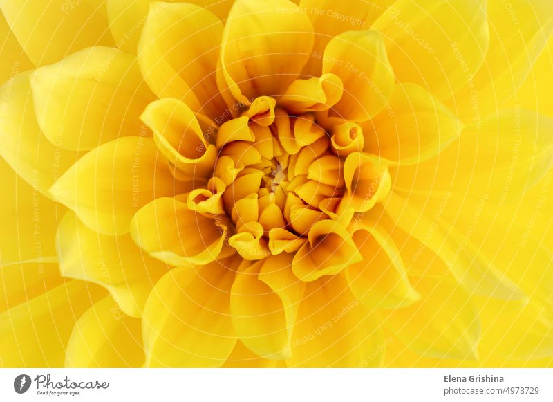 Floral abstract background. Bright yellow dahlia close up, macro. Dahlia flower. color floral pattern summer blossom nature garden dahlia flower yellow flowers