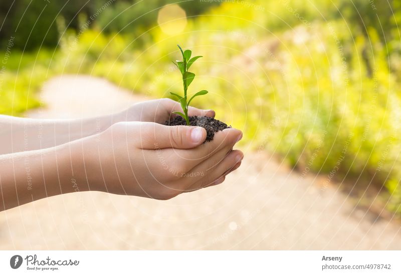 The child holds in his hands a handful of earth in which a seedling grows person growing sprout green environmental growth young plant protection ecology soil