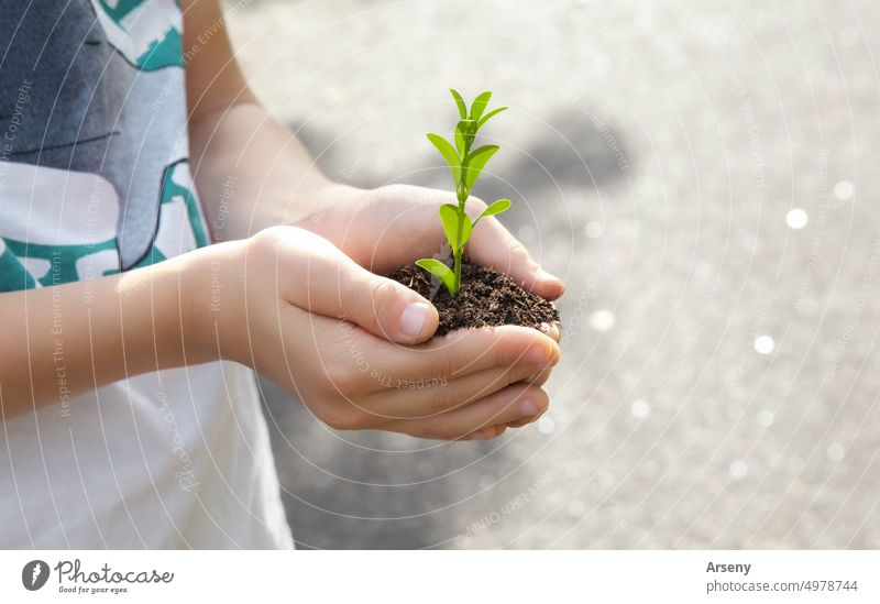 The child holds in his hands a handful of earth in which a seedling grows person growing sprout green environmental growth young plant protection ecology soil