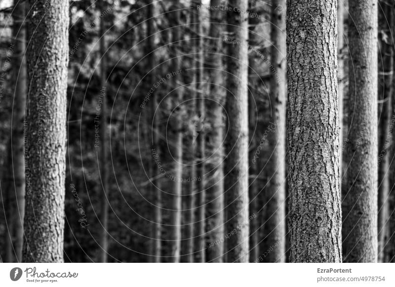 willmas spaces Forest trees coniferous forest Climate change tranquillity Forest death Forestry Wood Tree trunk Environment lines Nature White Black