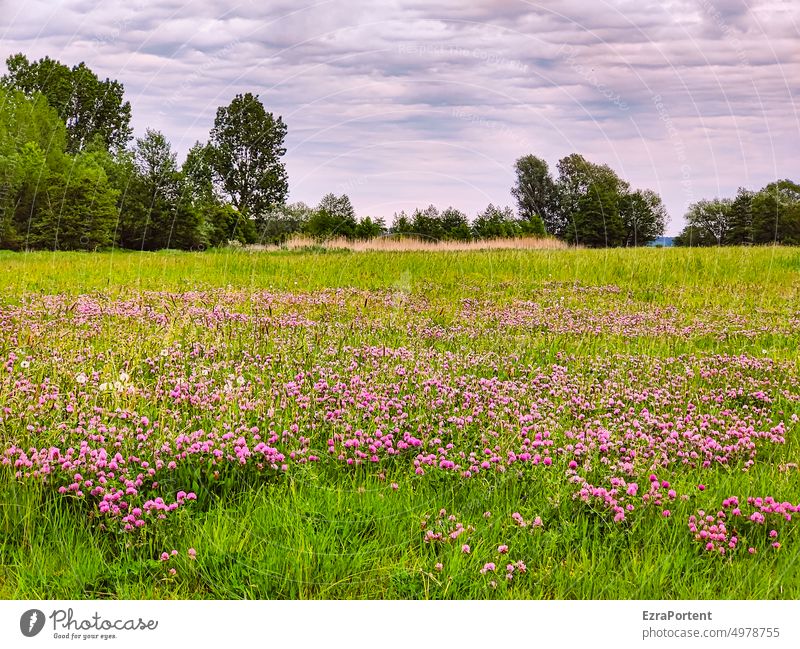 meadow Meadow Flower meadow Willow tree Summer Spring Grass Blossom Nature Green Violet Landscape Environment Tree Sky Clouds tranquillity Idyll Meadow flower
