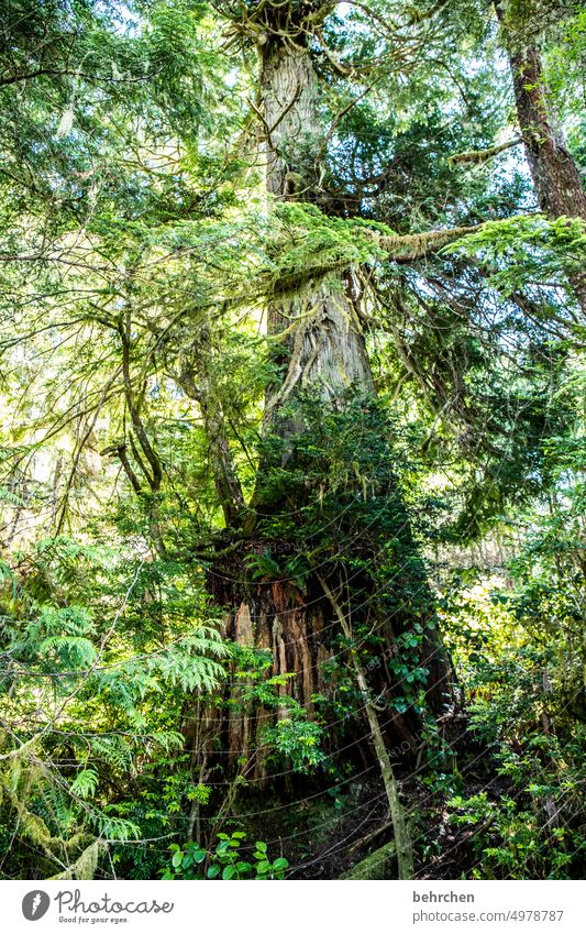 day of the tree! especially Impressive Climate change Climate protection Environmental protection Canada Vancouver Island Redwood Green Redwood trees Forest
