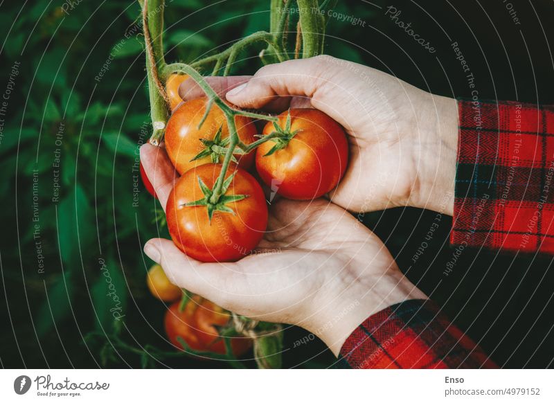 Picking ripe red tomatoes from vine in greenhouse, gardener tomato bunch in hands harvesting woman organic farmer fresh agriculture pick cultivation growing