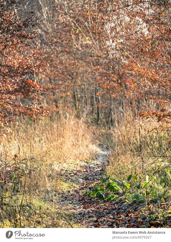 An overgrown stalemate path in autumn forest pattweg off hiking trail Forest Autumnal winter tall grass Overgrown foliage Tree enchanted variegated