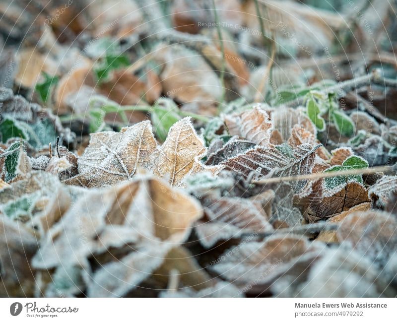Leaves covered with hoarfrost in winter forest foliage Hoar frost Woodground Forest leaves Winter Cold freezing cold chill freeze Frost frosty