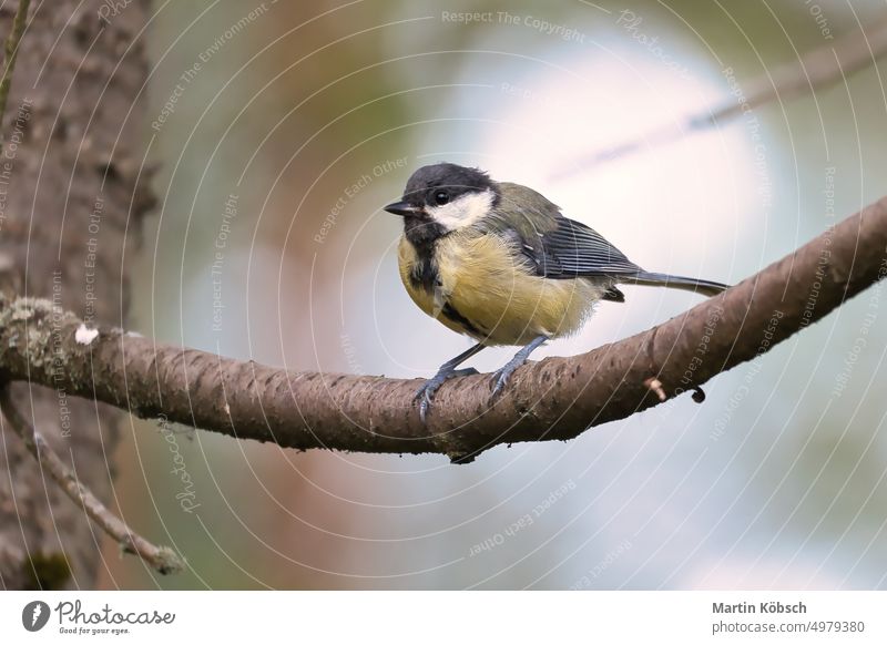 Great tit sitting in tree on a branch. Wild animal foraging for food. Animal shot bird wing titmouse animal welfare plumage songbird feather
