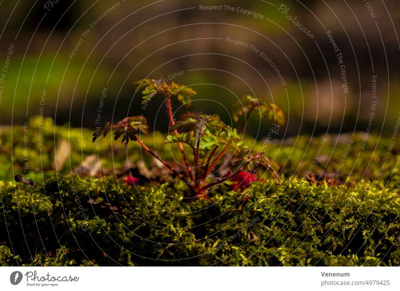 Small young wild plant grows on moss in spring,Macro Photography nature plants forest green red germany macro macro photography bokeh
