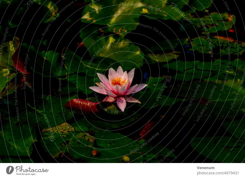 Open flowering of a water lily in summer in Germany yellow waterlily water lilies Plants plants leaf pond outdoor water reflection green lily pad