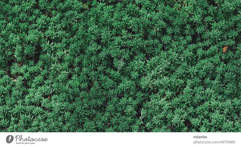 Green grass Sedum spanisco, succulent top view green growth leaf field flora natural nobody outdoor park plant season spring botanical closeup day environment