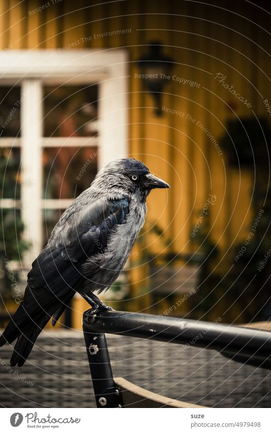 One jackdaw does not make a summer. Jackdaw Bird Animal Black Colour photo Exterior shot Grand piano Animal portrait Wild animal Deserted Full-length 1 Close-up