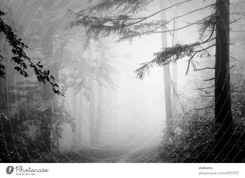 lost in fog Environment Nature Landscape Plant Autumn Fog Forest Illuminate Dark Cold Calm Longing Loneliness Black & white photo Exterior shot Deserted Dawn