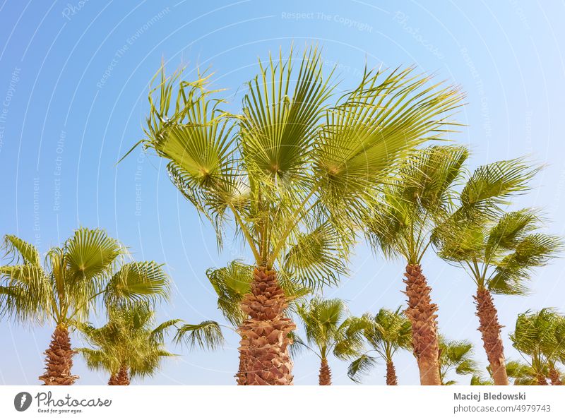 Palm trees on a sunny day, tropical holiday concept. palm doum palm nature plant sky summer vacation exotic green leaf travel Hyphaene thebaica blue sky flora