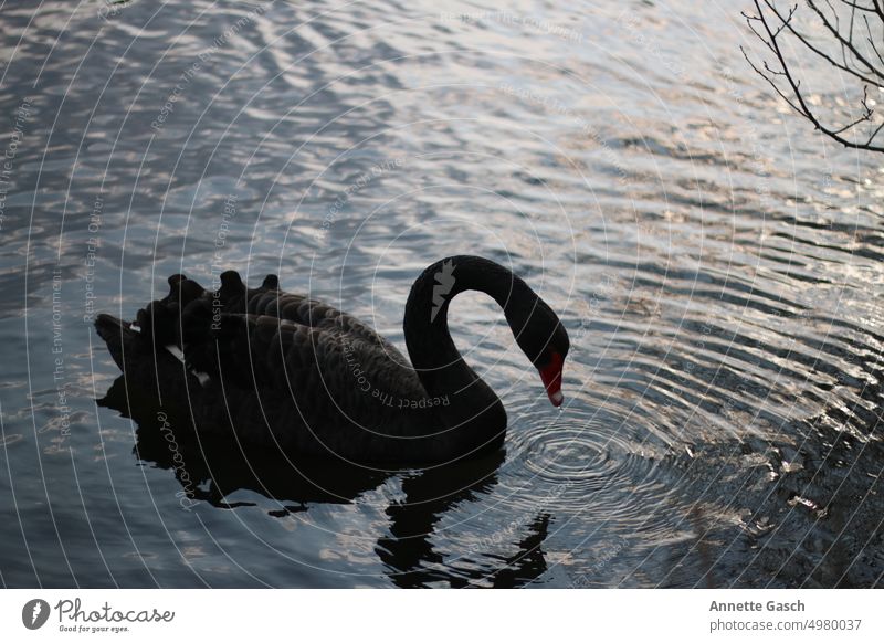 black swan Swan animals birds Black River Bird Water Animal Nature Float in the water be afloat