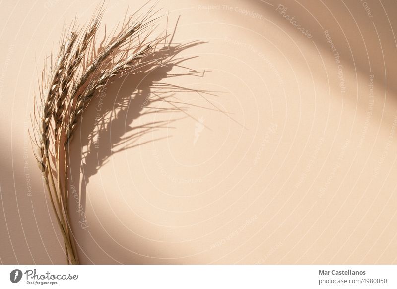 Wheat ears with shadows on a cream-coloured card background. Copy space. cereal wheat dry copy autumn food grain concept copy space yellow top view various