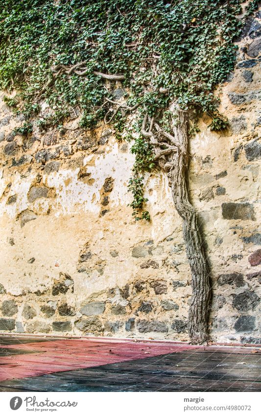 A tree, ivy grown into an old wall Tree Nature Exterior shot Deserted Wall (barrier) Environment Plant Wall (building) Facade Manmade structures leaves gnarled