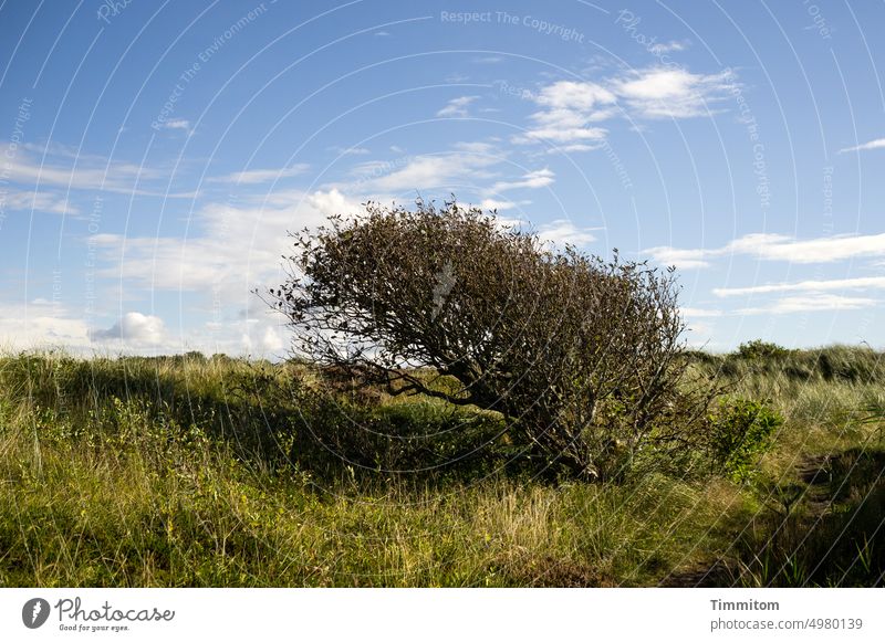 Danish wind fighter bush twigs leaves slanting Wind duene Grass Sky Blue Clouds Denmark formed Wind cripple