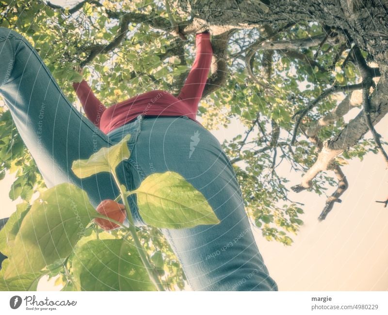 A woman climbs in a tree Woman Climbing Tree Exterior shot Branch Colour photo Leaf Jeans Worm's-eye view Fruit trees Tall balance Ascending fittness Athletic