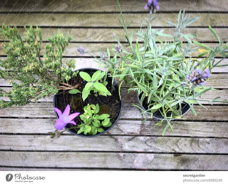 Focused on anticipation Spring Plant awake wax Green Wooden table Fresh Lavender Thyme Agricultural crop Nature Garden Blossom Exterior shot Day Violet blossom