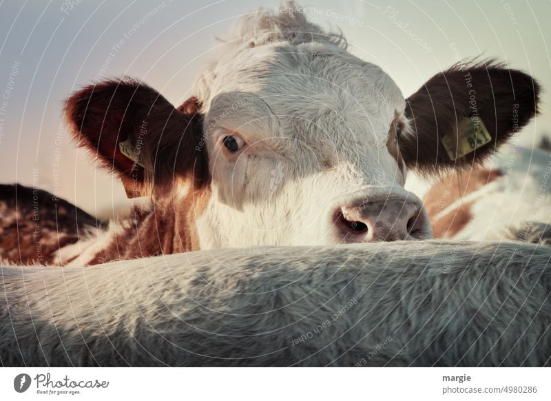 A cow looks curiously at the camera Cow Animal Mammal Farm Cattle Willow tree Pelt Curiosity inquisitorial Livestock Rural Herd Multiple Beef Agriculture cows