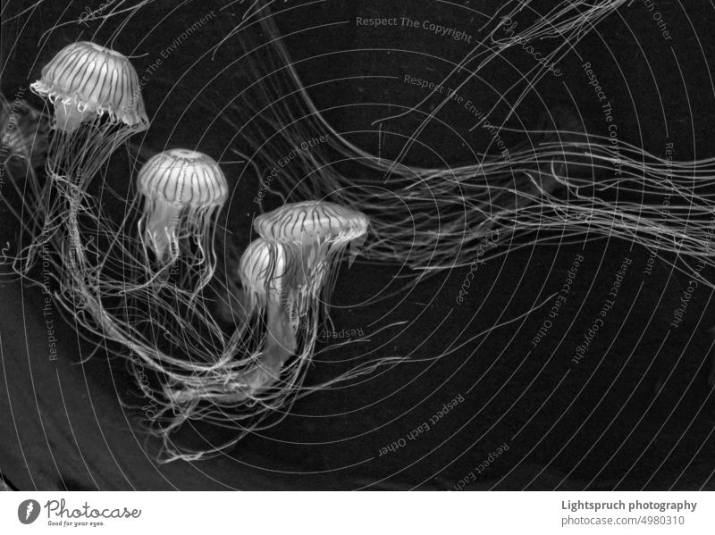 Japanese compass jellyfish in black and white. Jellyfish Medusa underwater peril Aquarium Water Tentacles Transparent translucent Black & white photo