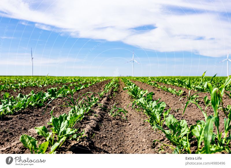 View on field of small soybean crops with windmills, wind generator, turbine, in background Agriculture Alternative Bean Cereal Cloudy Crop Eco Ecological