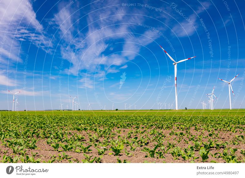 View on field of small soybean crops with windmills, wind generator, turbine, in background Agriculture Alternative Bean Cereal Cloudy Crop Eco Ecological