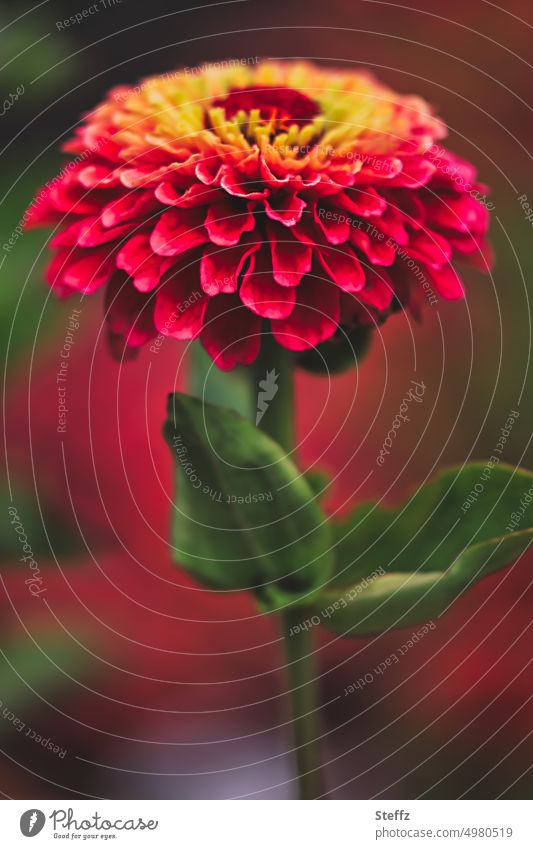 flowering zinnia Flower Blossom colourful blossom July heyday Red red flower red petals Ornamental flower come into bloom Ornamental plant garden flower