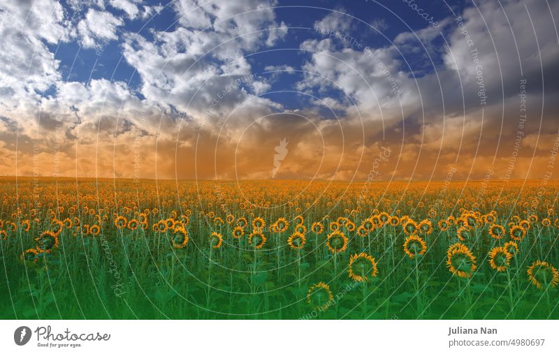 Beautiful Sunflower Field at Sunset.Landscape From a Sunflower Farm.Agricultural Landscape.Sunflowers Field Landscape.Orange Nature Background.Field of Blooming Sunflowers on a Background Sunset.Greeting Card Argiculture Concept.Art Photography Wallpaper.