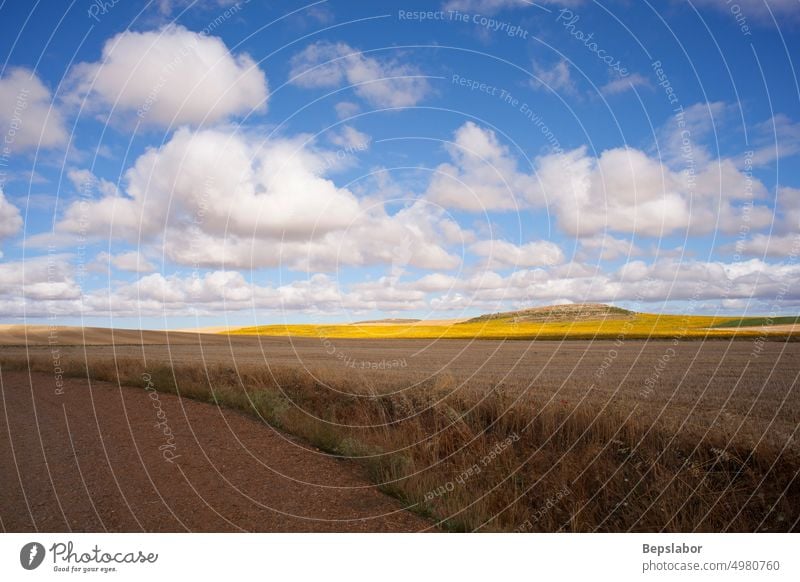 Dried field at the summer season in the Spanish countryside agricultural agriculture background clear cloud cloudy colorful corn cornfield europe farm farming