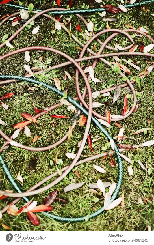 Water hoses/garden hoses lie wildly twisted and tangled on the lawn with foliage Garden Grass Lawn Hose Garden hose Red Green Plant Autumn late summer leaves