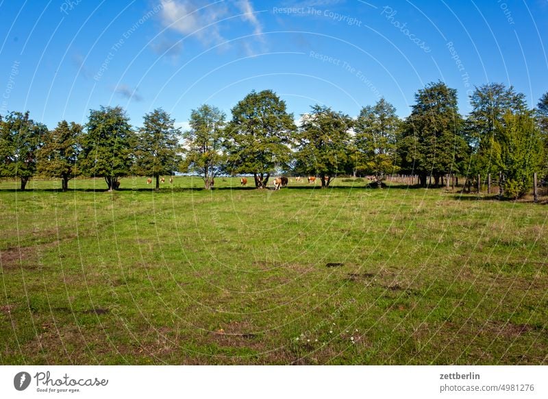 Cows in the pasture Farm Herd Cattleherd Cowshed cow pasture Milk production Farm animal portrait Summer Animal Goal door Livestock Willow tree Meadow Grass