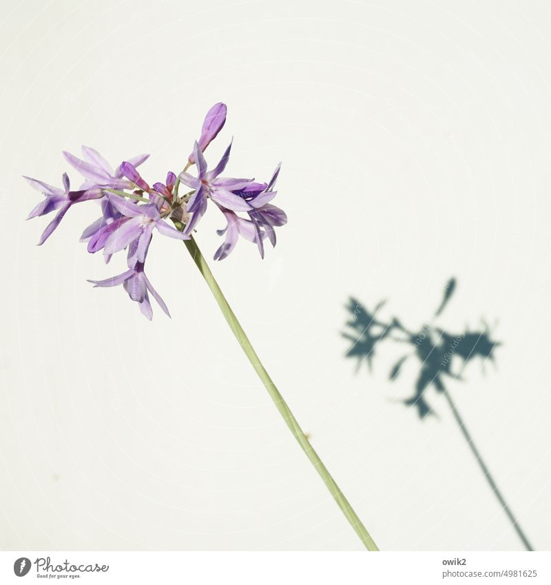 Garlic herb flower Blossom Alium Delicate Close-up Plant Detail Nature Blade of grass Thin Fragile Sunlight Stalk Growth Shadow Small purple Environment
