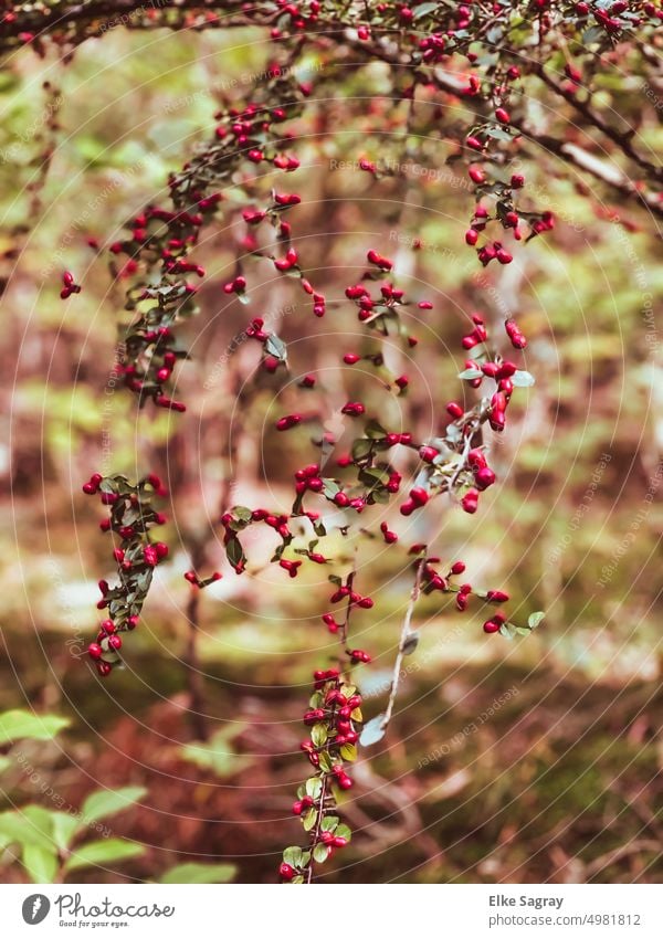 Red splashes of color in forest , autumn photography berry bush Berry bushes Nature Colour photo Exterior shot Bushes Deserted Detail Shallow depth of field
