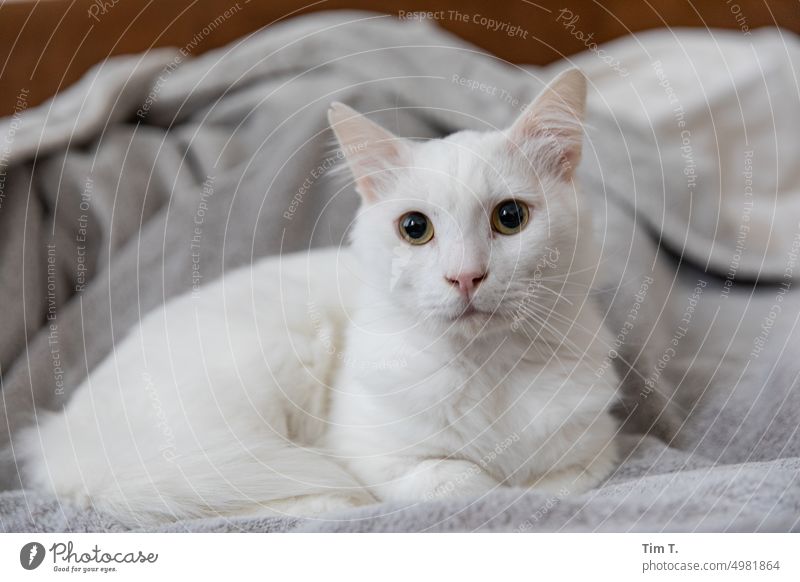 a white cat on a blanket Cat hangover White Pet Animal Pelt Domestic cat Animal portrait Cute Observe Looking Cuddly Animal face Cat's head Whisker Curiosity
