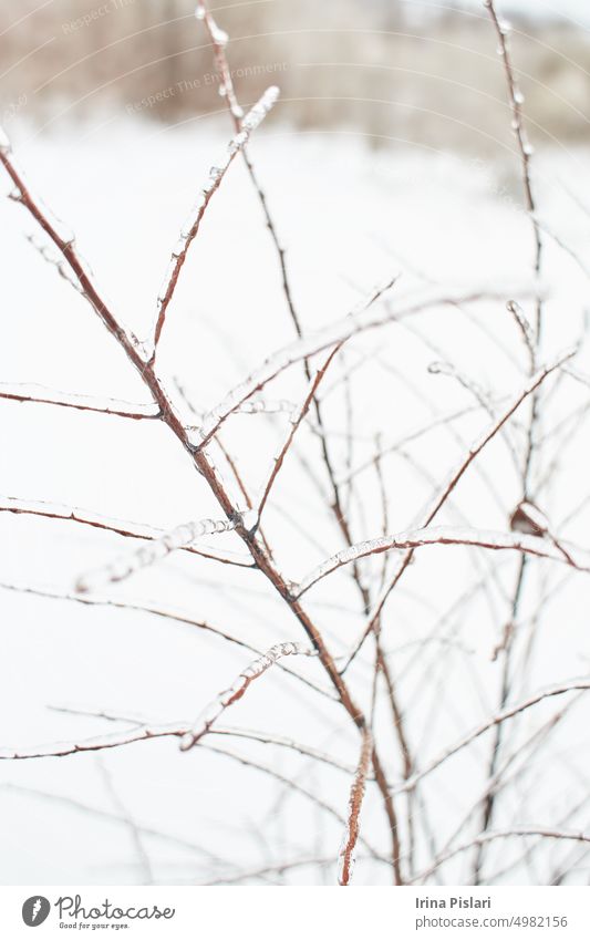 Branches of a deciduous grass, bushes covered with ice crust after freezing rain, fragment, background berry branch brown closeup cold color crystal crystals