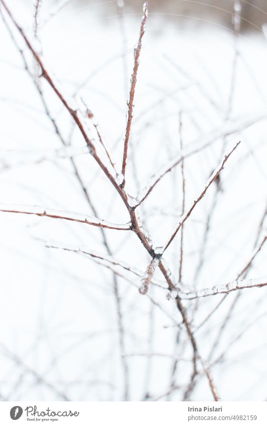 Branches of a deciduous grass, bushes covered with ice crust after freezing rain, fragment, background berry branch brown closeup cold color crystal crystals