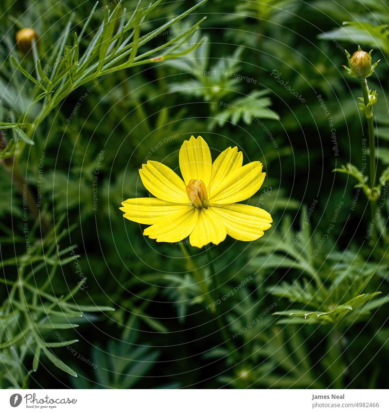 A single yellow daisy single flower vibrant color no people blossom leaf day meadow background plant macro flora natural condition flower head petal green color