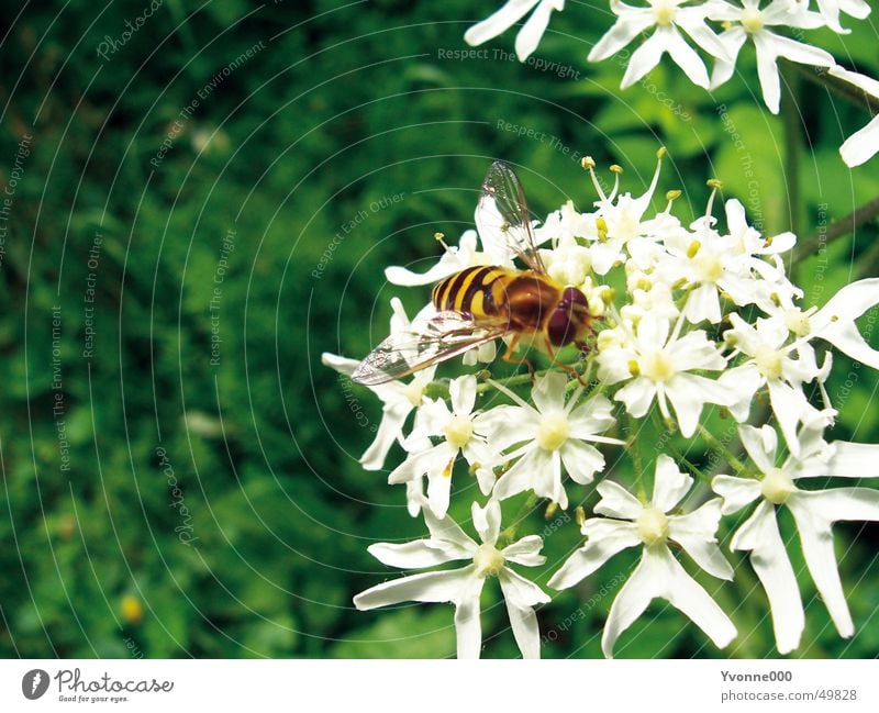 Bees and flowers Flower White Green Yellow Black Close-up Animal Insect Wasps Blossom Stamen Meadow Nature Thorn Flying Nectar cook