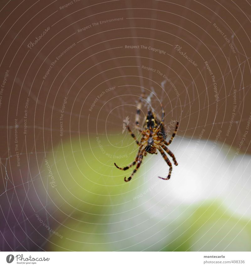 Tekla Animal Wild animal Spider 1 Aggression Threat Authentic Disgust Astute Near Smart Speed Brown Colour photo Multicoloured Exterior shot Close-up Detail