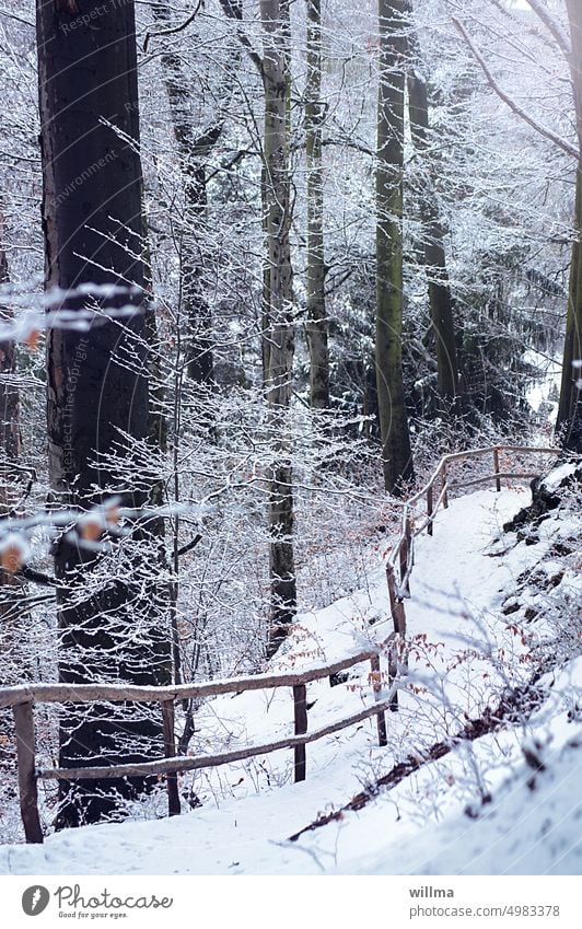 winter walk Winter forest off wooden rail Snow snowy Winter's day Winter mood trees Forest Winter walk chill