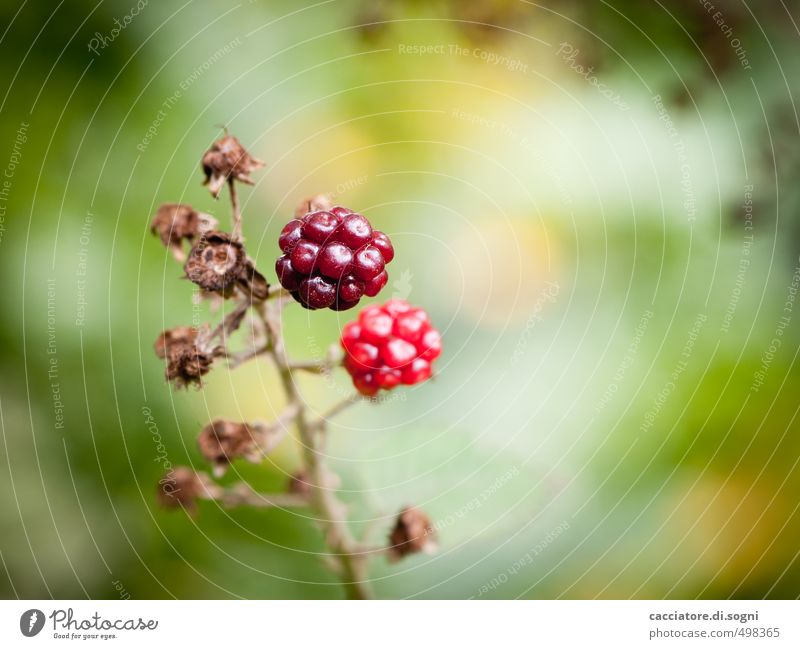 The last berries Nature Plant Autumn Beautiful weather Wild plant Blackberry Berries Sphere Exotic Healthy Small Delicious Natural Positive Sweet Red