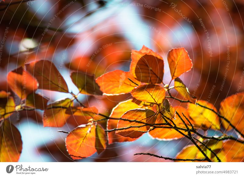 Bright autumn leaves Autumn Autumnal colours beech leaves Twigs and branches Leaf Change Transience Illuminate Yellow Orange Nature Seasons Colour photo twigs