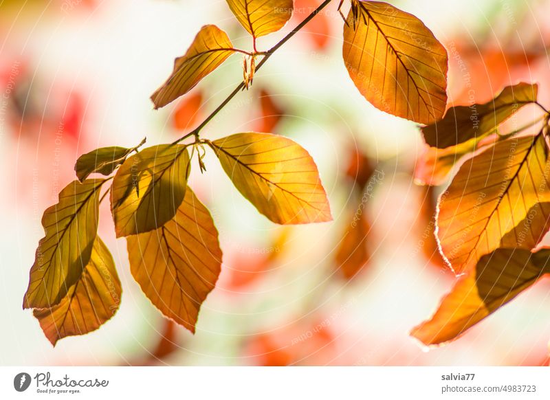 Beech leaves with autumn color shine against the light Autumn Leaf Colouring Autumnal beech leaves Beech tree Twig luminescent Autumnal colours Seasons Deserted