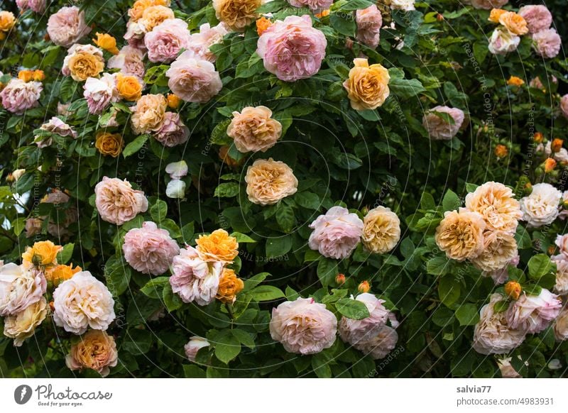 Rose bush with yellow and pink flowers rose bush roses rose petals Pink Yellow Blossom Blossoming Flower Fragrance Rose blossom Garden Deserted Colour photo