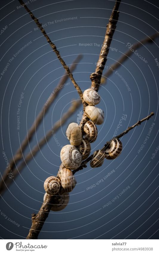 Snail shared apartment | together instead of lonely snail shelter Snail shell Twig Sky Many Peer pressure Break Contrast Neutral Background Blue Brown Crumpet